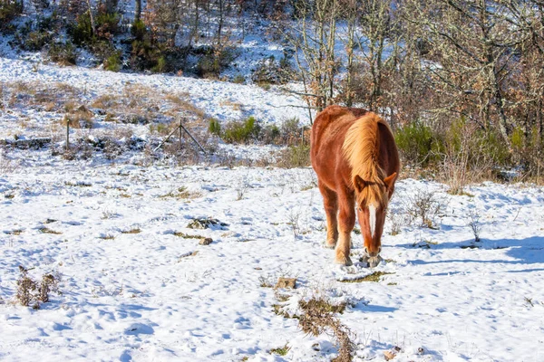 Vild Häst Som Äter Den Snöiga Bergssluttningen — Stockfoto