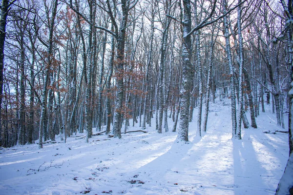 Zasněžený Les Bezlistými Stromy — Stock fotografie