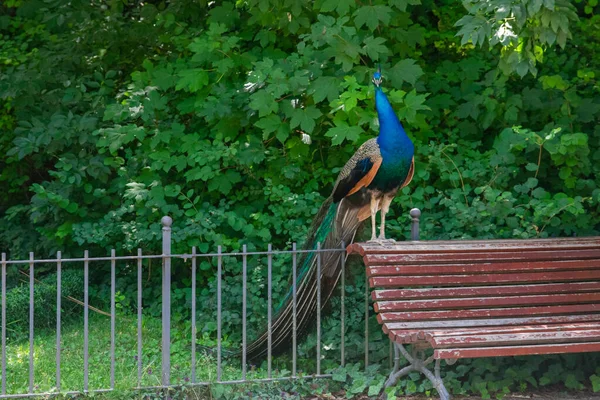 Peacock Perched Wooden Bench City Park — стоковое фото