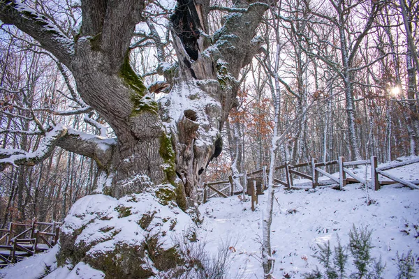 500 Year Old Oak Snowy Mountain Quercus Petraea — Stockfoto
