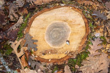 Ormanın ortasından kesilmiş bir ağaç gövdesi.