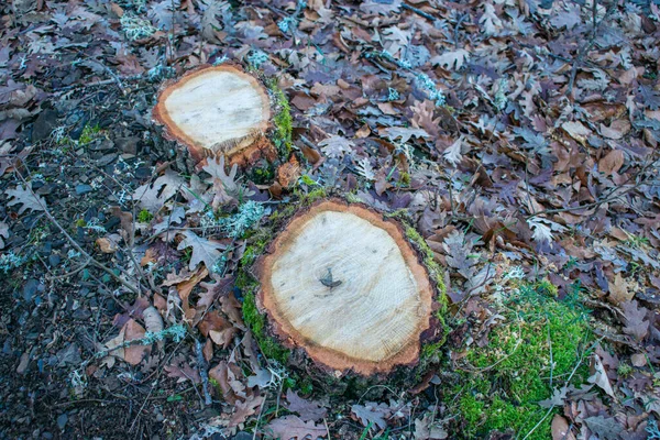 Pień Drzewa Ścięty Środku Lasu — Zdjęcie stockowe