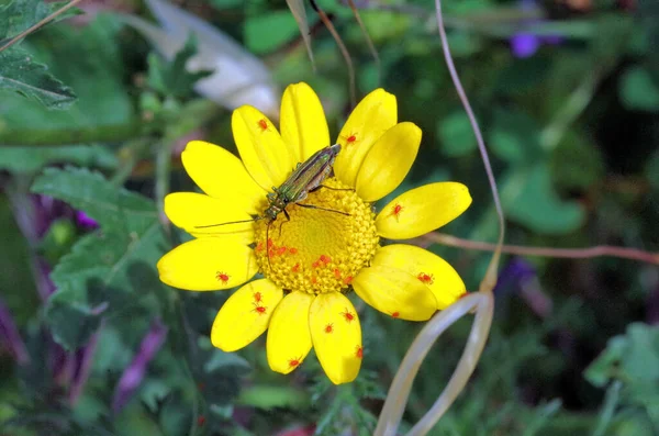 Yellow Daisy Bug Many Little Red Spiders — 스톡 사진