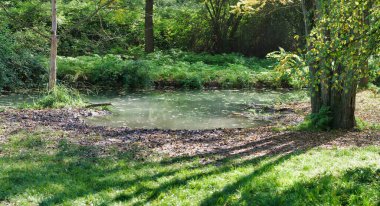 Çimen ve ağaçlarla dolu bir havuz.