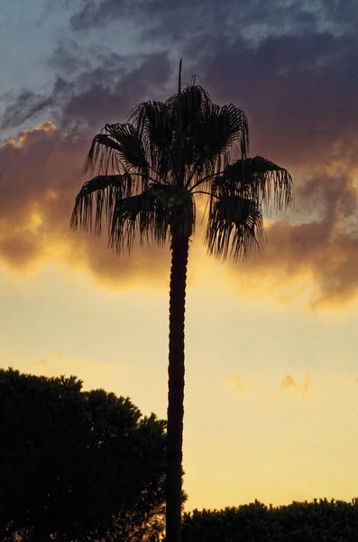 a palm tree seen in dim light with orange sky in background