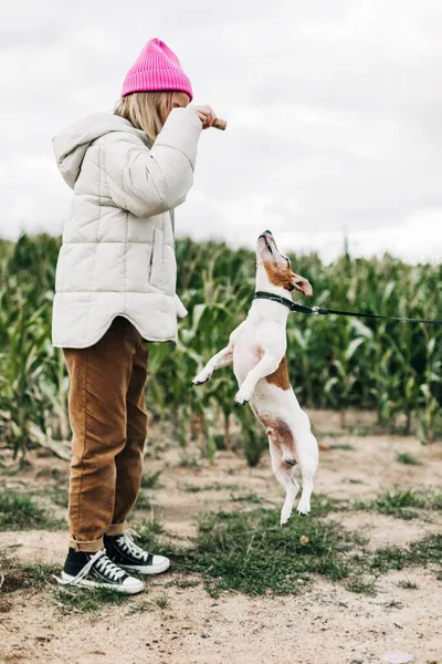 陽気な十代の少女は彼女の犬と一緒にフィールドで遊んでいますジャック・ラッセル・テリア秋のトウモロコシ畑の背景に — ストック写真