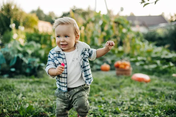 Ein kleiner Junge spielt im Garten vor dem Hintergrund von Kürbisbeeten — Stockfoto
