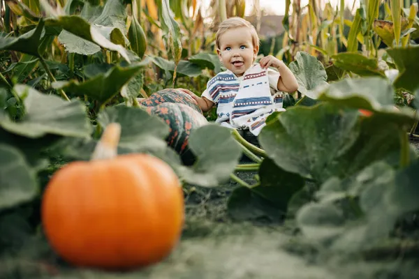 Egy bájos kisfiú üldögél a kertben tökökkel. Gazdálkodás, betakarítás. Amerikai hagyomány, Halloween — Stock Fotó