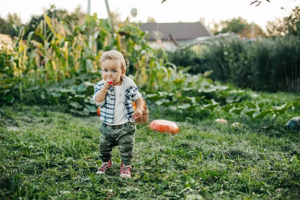 Ein kleiner Junge spielt im Garten vor dem Hintergrund von Kürbisbeeten — Stockfoto