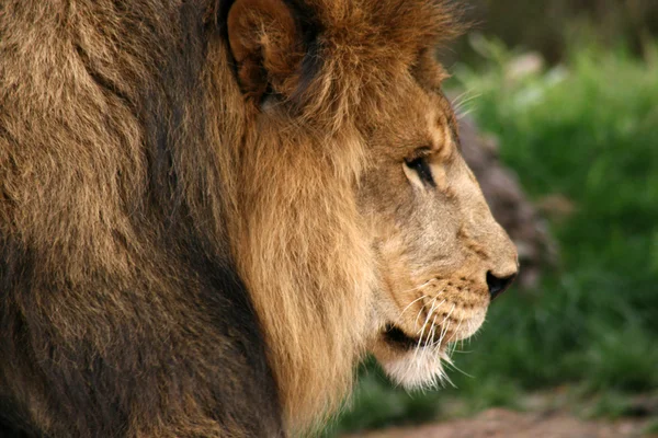 Retrato de um grande leão africano macho — Fotografia de Stock