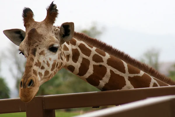 Porträt einer neugierigen Giraffe — Stockfoto