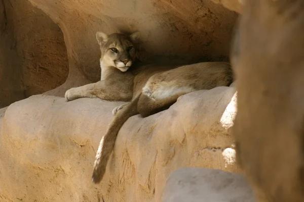 Beautiful African lioness — Stock Photo, Image