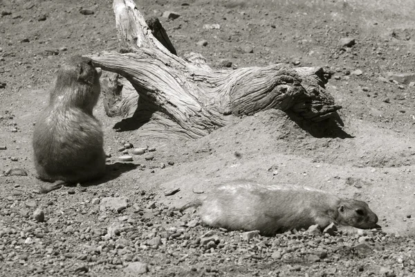 Two marmots — Stock Photo, Image