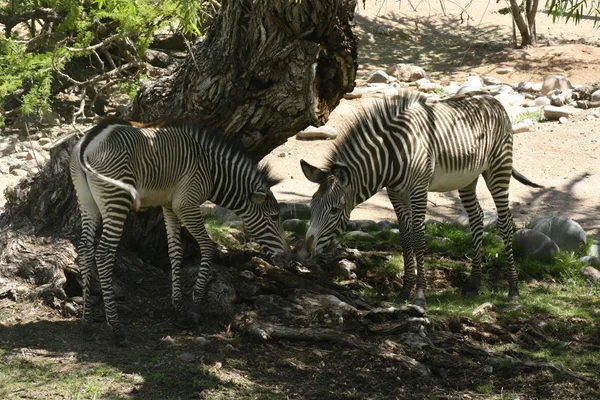 Zebra im Freien — Stockfoto