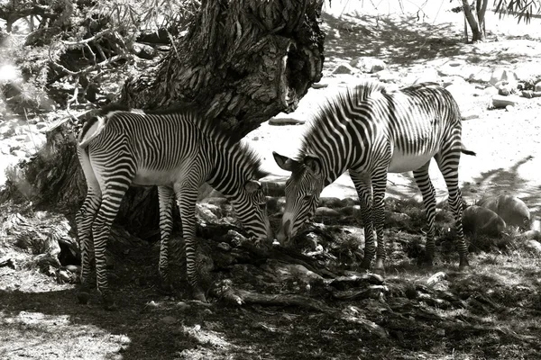 屋外のシマウマ — ストック写真