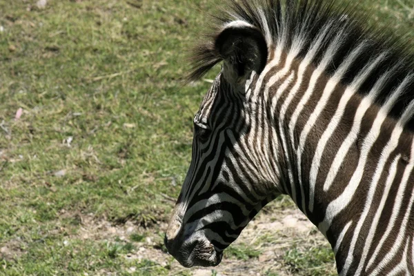 Zebra outdoors — Stock Photo, Image