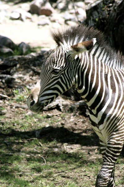 Açık havada Zebra — Stok fotoğraf