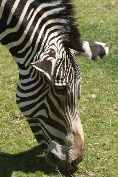 Zebra venku — Stock fotografie