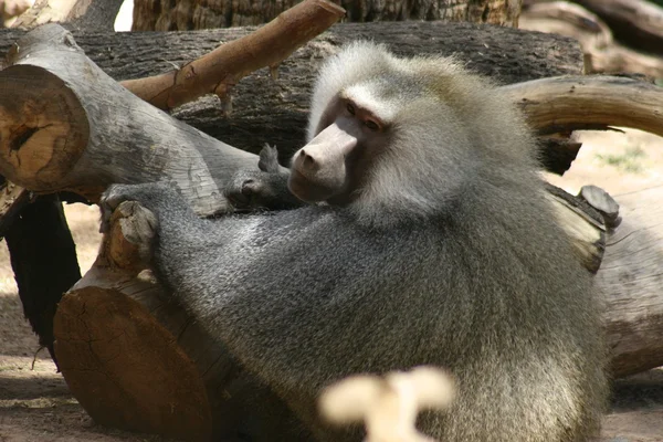 Une photo d'un singe dans la nature — Photo