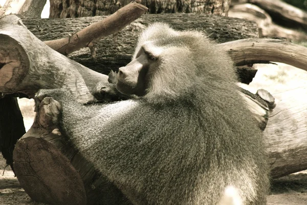 Een foto van een aap in de natuur — Stockfoto