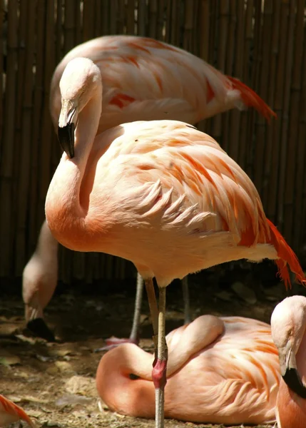 Rosa flamingo — Stockfoto