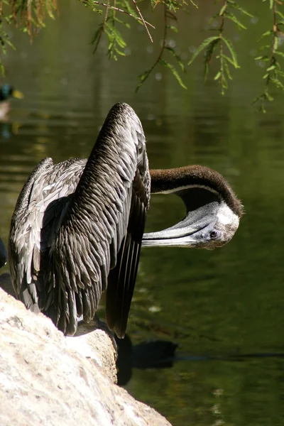 Pelican in the zoo — Stock Photo, Image