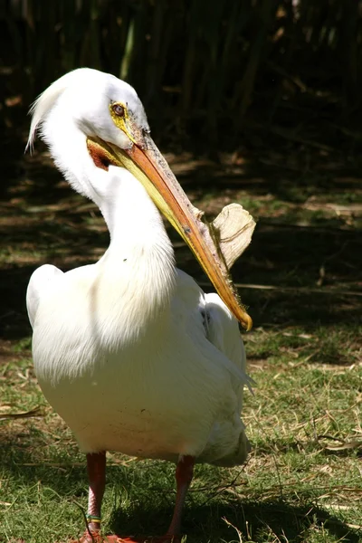 Pelican in the zoo — Stock Photo, Image