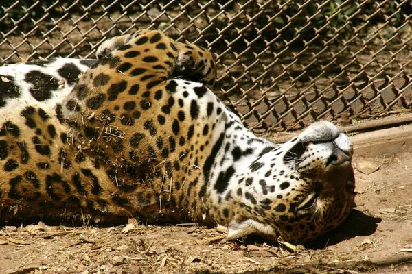 Hayvanat Bahçesi içinde leopar — Stok fotoğraf