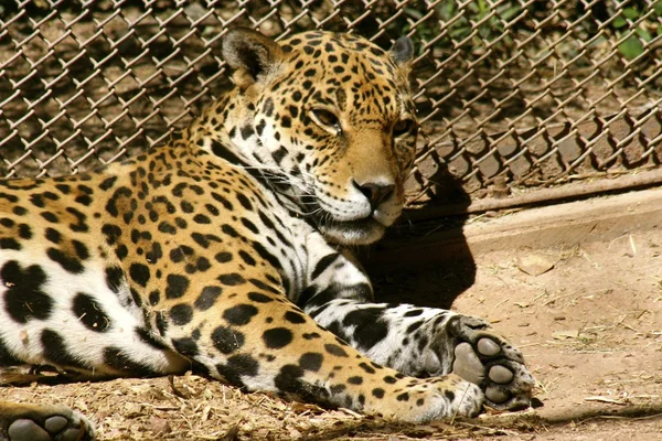 Leopard in zoo — Stock Photo, Image