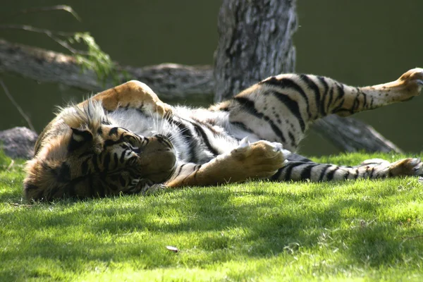 Tigre allegra del Bengala — Foto Stock