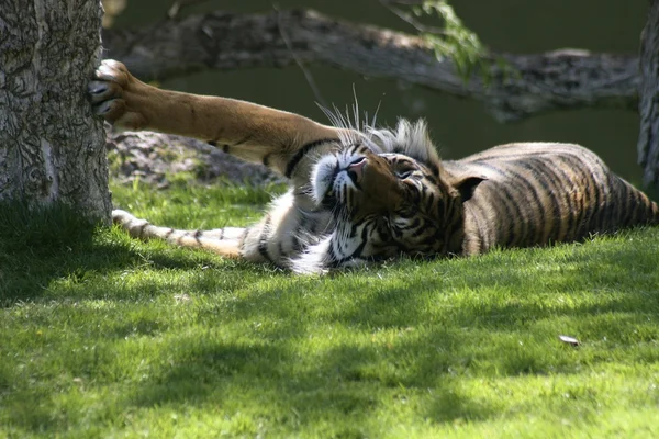 Tygrys Bengalski — Zdjęcie stockowe