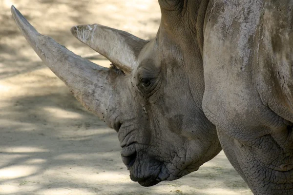 Wielki nosorożec — Zdjęcie stockowe