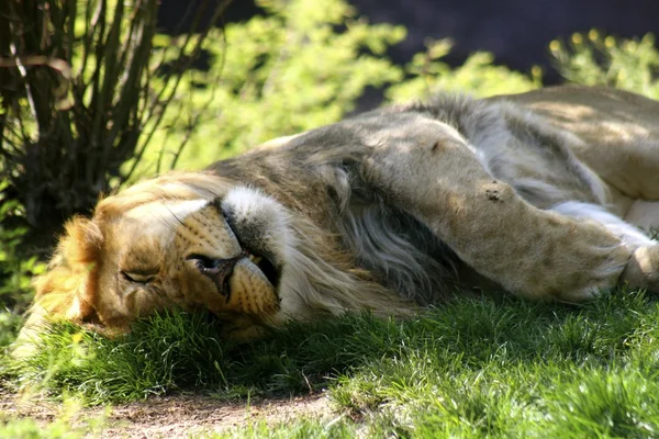 Sleeping Male Lion — Stock Photo, Image