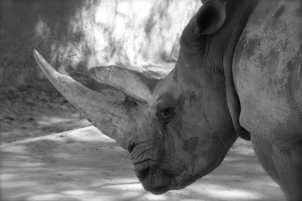 Носорог Лицензионные Стоковые Фото