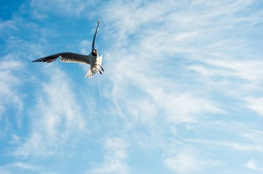 Martı denizin üzerinde uçar