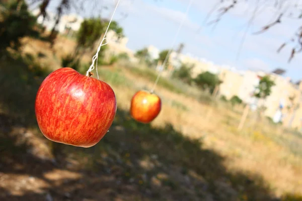 Kırmızı elma asılı