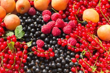 Olgun kayısı, ahududu, kırmızı ve Siyah frenk üzümü