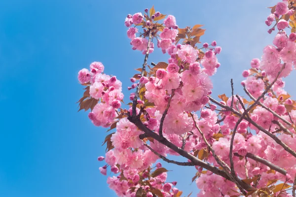 Розовые цветы вишни — стоковое фото