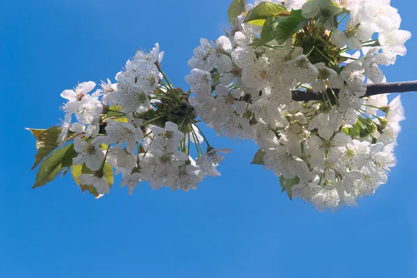 Белые вишни в прекрасный весенний день — стоковое фото
