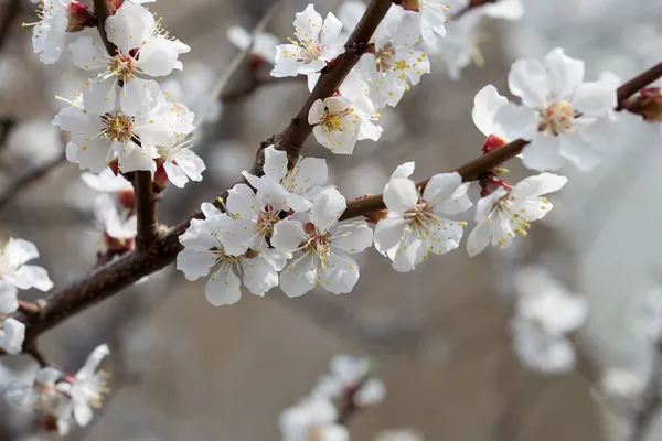 erken baharda kayısı çiçeği