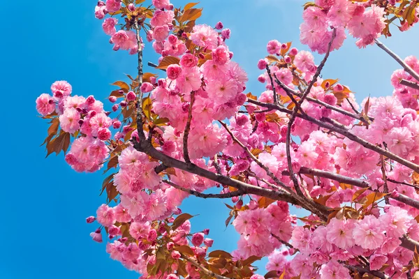 Розовые вишневые цветы в прекрасный весенний день — стоковое фото