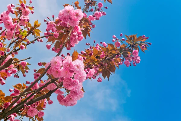 Деталь розового цветения вишни весной . — стоковое фото