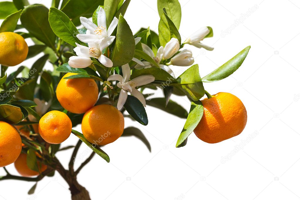 Tangerines on the tree.