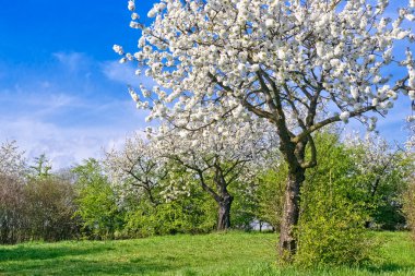İlkbaharda kiraz çiçeği