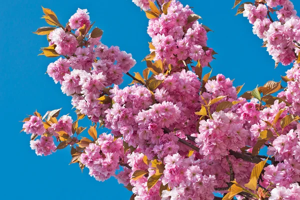 Розовые вишневые цветы в прекрасный весенний день . — стоковое фото