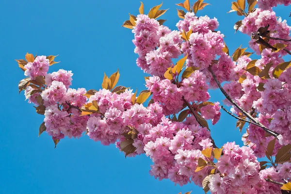 Pink Cherry Blossom in Spring — Stock Photo, Image