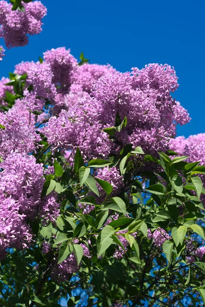 Flieder. Syringa vulgaris. — Stockfoto