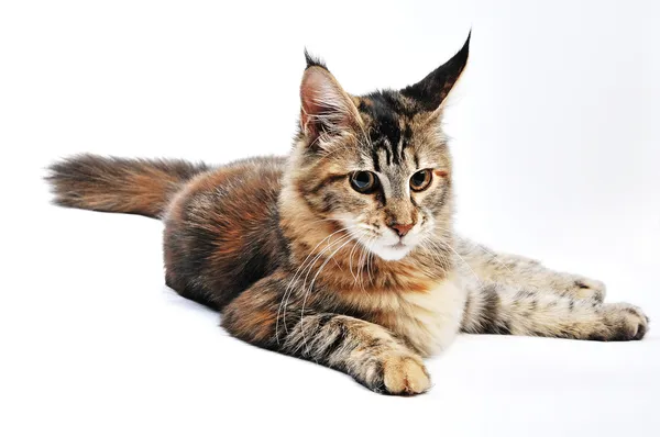 Maine coon — Stock Photo, Image