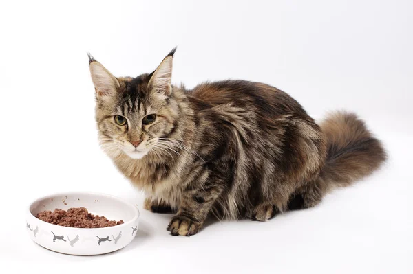 Maine coon — Stock Photo, Image