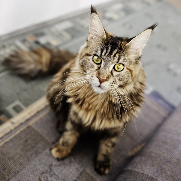 Maine Coon cat, 12 months old — Stock Photo, Image